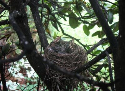 Un nid