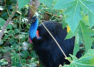 A Cassowary