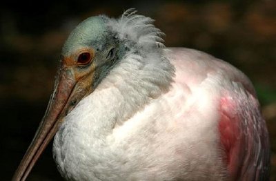 Roseate Spoonbill  jigsaw puzzle