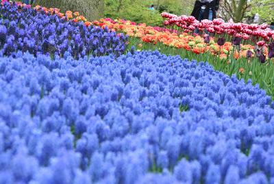 Blå och lila blommor