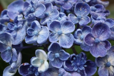 Hydrangea