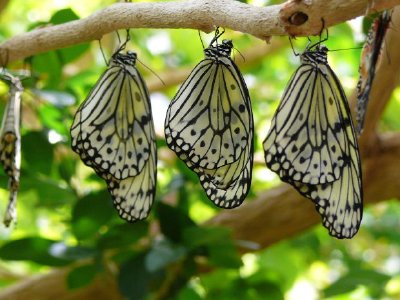 Butterflies