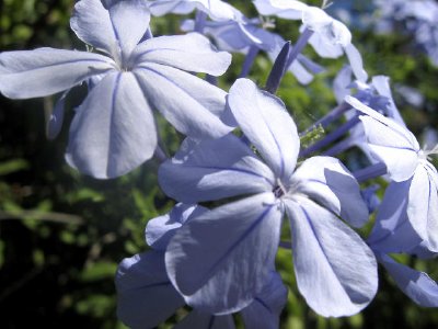 Flores azules en flor