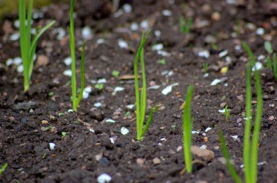 Plantes d'oignon