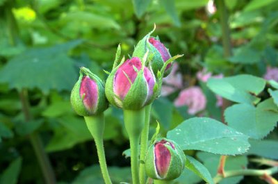 Rosas de ping