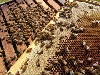 Bienen