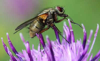 A Fly jigsaw puzzle