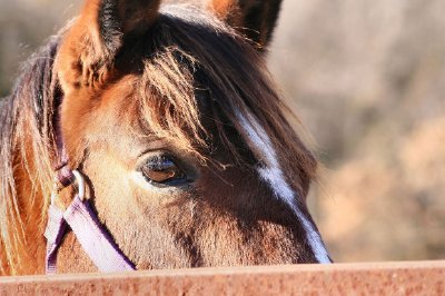 Ein Pferd