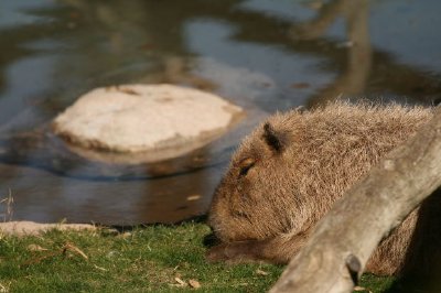 Capybara jigsaw puzzle