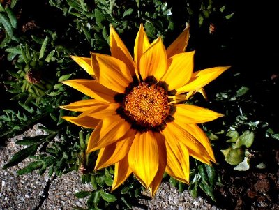 Uma flor
