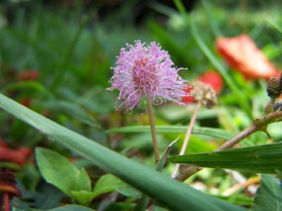 Una flor