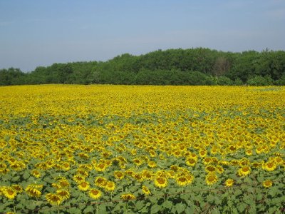 Sunflowers