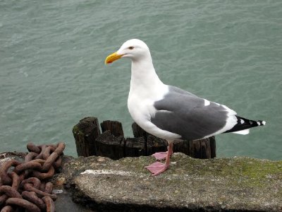 Gabbiano di mare