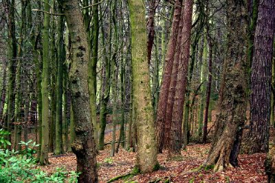 Skog