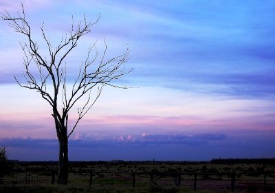 Un albero solitario