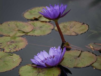 Water Lilies