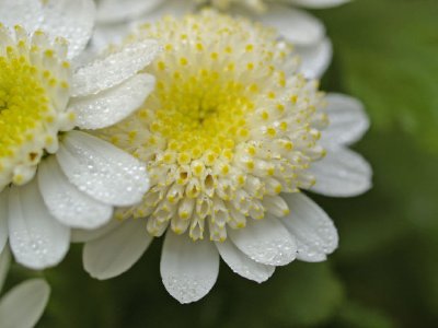 Fleurs blanches