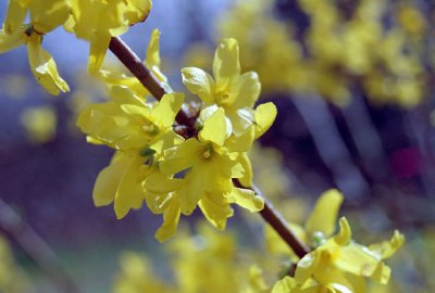 Forsythia jigsaw puzzle