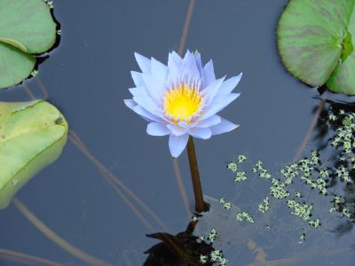 Fleur de lotus