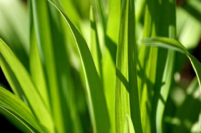 Hojas verdes