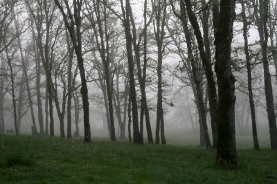 Brouillard du matin