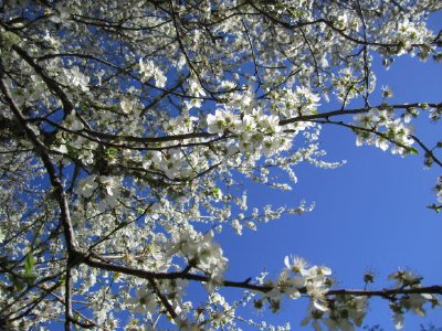 Flor de primavera