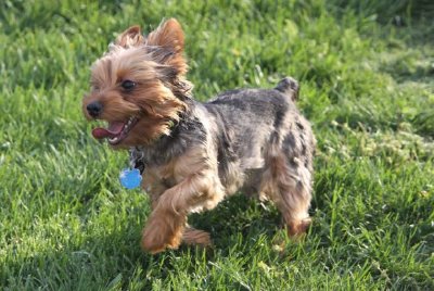 Chiot Yorkshire