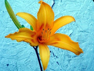 Lily jaune