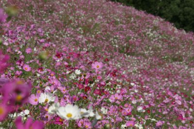 Cosmos Rosa