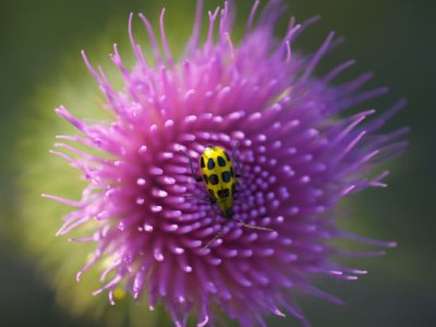 Flea Beetle