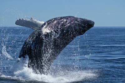 Ballena jorobada, Alaska, EE. UU.