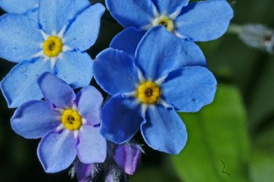 藍色花瓣