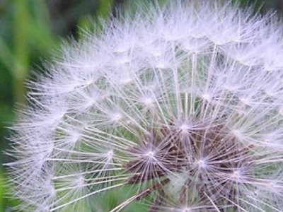 A Dandelion Flower