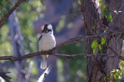 Kookaburra  jigsaw puzzle