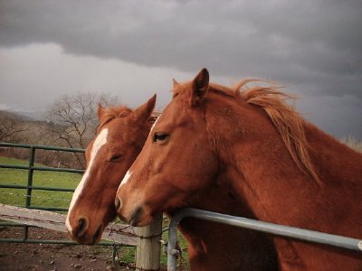 Les chevaux