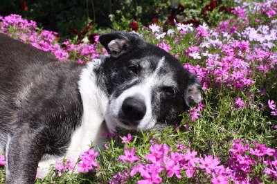 Perro y flores