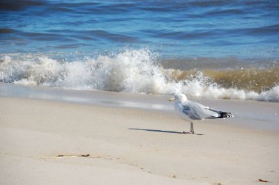 A seagull on the beach jigsaw puzzle