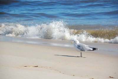 Un gabbiano sulla spiaggia