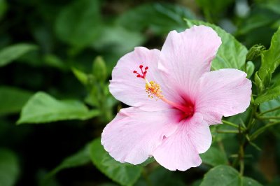 Hibiscus flower jigsaw puzzle