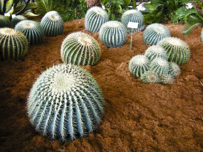 Cactus jigsaw puzzle