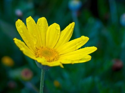 Eine gelbe Blume