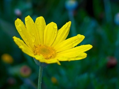 Una flor amarilla