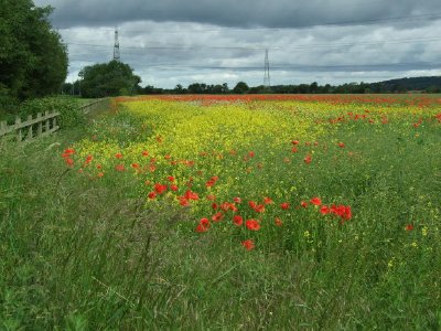 Meadow