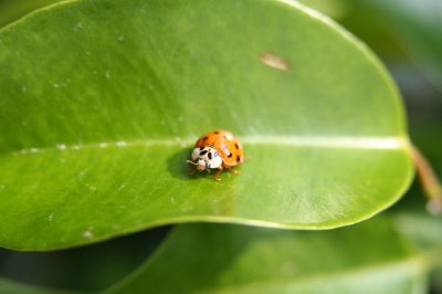 Ladybug