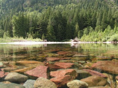 Foresta e un ruscello