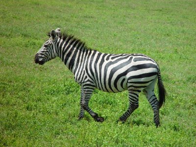 Zebra