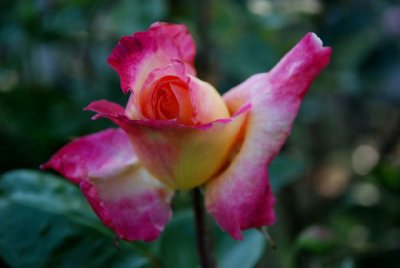 Pinke Rose