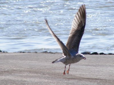 Seagull jigsaw puzzle