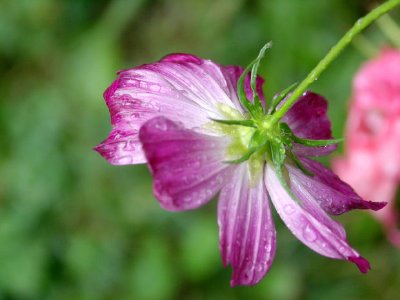 Cosmos jigsaw puzzle