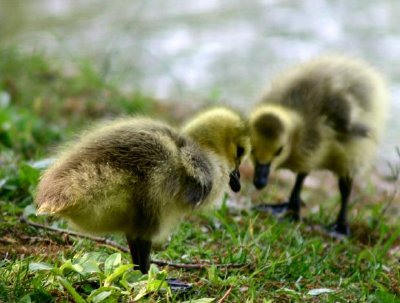 Gosling and a miror